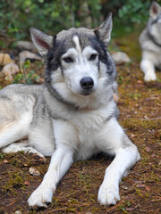 liegender Siberian Husky im Freien
