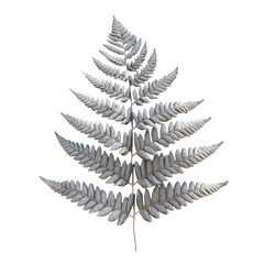 Fern on a transparent background