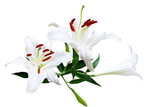 백합 꽃