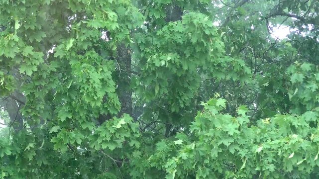 Stormy rain wall. Heavy downpour falls on the foliage of the trees.