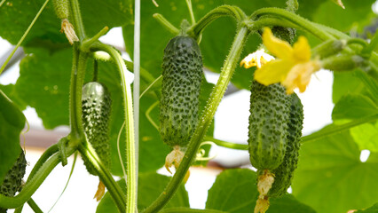 Growing organic green cucumbers in greenhouse, everyday harvest. Flowering of baby cucumbers, weaving, seedlings. The concept of agricultural plants, blooming, harvesting, gardening. 