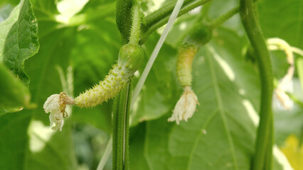 The cucumber ovary turns yellow, dries up and dies. Flowering of baby cucumbers. Growing organic green cucumbers in greenhouse.The concept of agricultural plants, blooming, harvesting, gardening. 