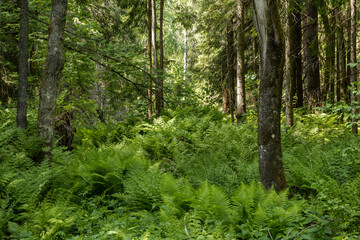 Fototapeta premium Summer forest landscape. Fern thickets among trees in a dense forest. View of green fern leaves and tree trunks. Beautiful natural background.
