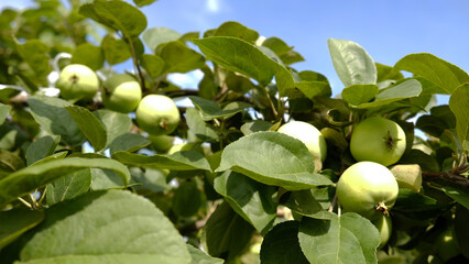 Green branch of apple tree with leaves and ripe fruits apples in the garden. Fresh and juicy apples ready for harvest. Rural landscape, Orchard. 