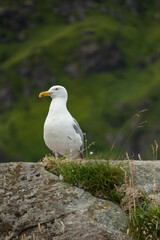 Seagull standing on a rock