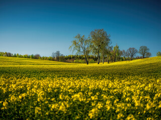Obraz premium Rzepakowe pole na pomorzu
