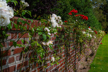 Flanders field cemetery in Waregem