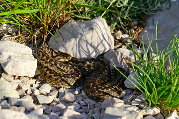 Wiesenotter, Karstotter // Meadow viper, Ursini's viper (Vipera ursinii macrops) - Nationalpark Biogradska Gora, Montenegro