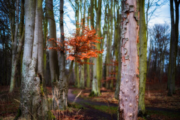 Jesienne ostatki © Robert