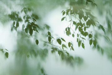 Silhouetted Greenery on frosted glass for eco inspired concept. Calm wallpaper background or poster.