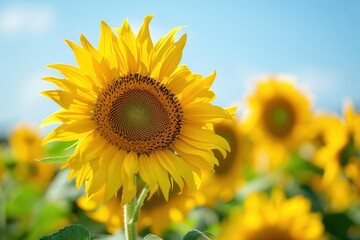 Close-Up of a Sunflower in a Field with a Blue Sky Background