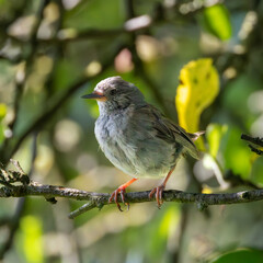 Young dunnock sitting in a crab apple tree