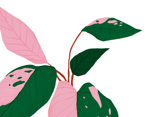 PNG plant pink princess philodendron sticker botanical illustration © Rawpixel.com