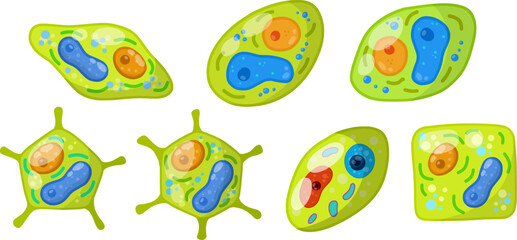 Green cell of plant with core, details and membrane. Microorganism by microscope. Element of science and biology. Cartoon flat illustration.