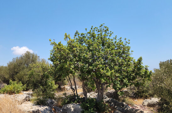 A carob tree (Ceratonia siliqua), a member of a typical vegetation caled maquis in the Mediterranean nature