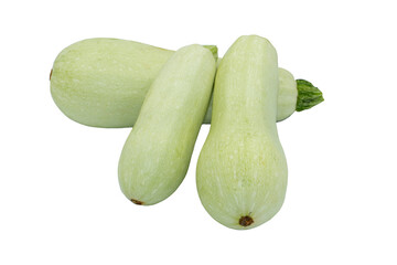 Tree fresh light green zucchini or summer squash