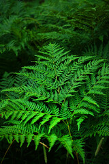 Green fern leaf on a background of green bushes