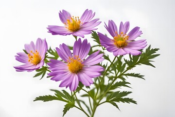 Obraz premium Mexican aster flowers white background, AI Generated