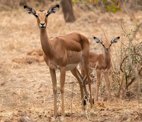 impala in the savannah