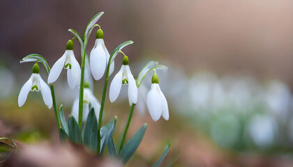 Whispers of Nature: A Symphony of White Blooms. Generative AI