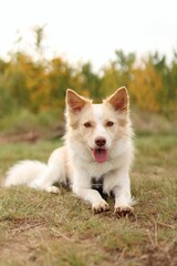 Adopted dog is on an autumn walk.
