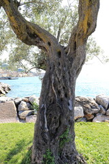 Bark of an olive tree as background