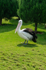 Pelican standing on bright green grass next to a pine tree, sunny day outdoor, view from side