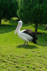 Pelican standing on bright green grass next to a pine tree, sunny day outdoor, view from side