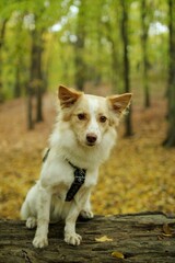 Adopted dog is on an autumn walk.