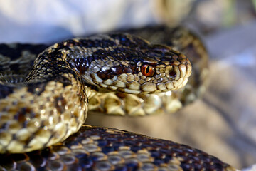 Wiesenotter, Karstotter // Meadow viper, Ursini's viper (Vipera ursinii macrops) - Nationalpark Biogradska Gora, Montenegro