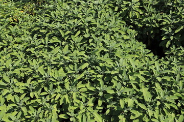 fresh sage in the garden