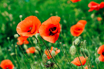 Red poppy flowers in the garden close-up