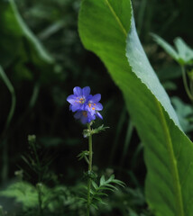 Polemonium caeruleum, a wild blue flower caught in a shady mountain forest in Central Asia.