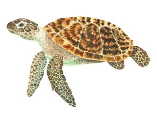 Sea turtle realistic detailed watercolor drawing.