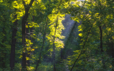 The rays of the morning sun beautifully highlight the young foliage of the summer forest