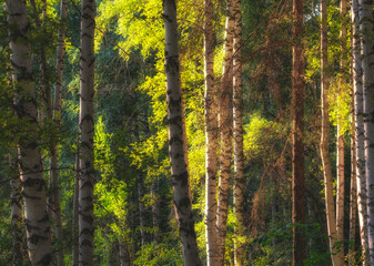 Sunlight in green birch forest in summer, landscape