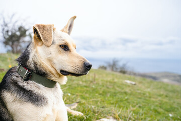 Cute adorable dog lies on green grass and looks into the distance, beautiful domestic pet is chilling on the ground in warm summer day, close-up animal portrait