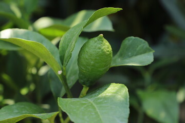 a small lemon tree with a lemon