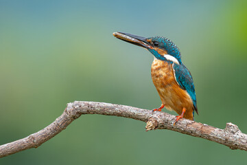 Common Kingfisher perching on a tree branch looking into a distance