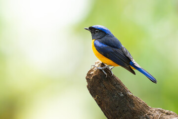 Colorful Rufous-bellied Niltava perching on tree branch