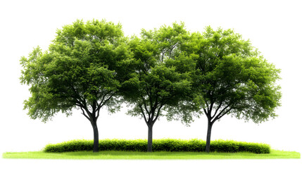 Obraz premium Three Lush Green Trees with Grass and Shrubs on White Background