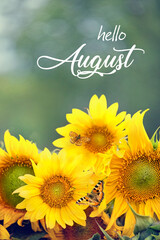 Hello august. blossom sunflowers with butterflies outdoor, abstract natural background. symbol of summer season, harvest time. august month calendar concept © Ju_see