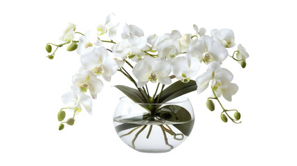 Beautiful flowers composition. Bouquet of white orchids in vase on transparent background. Concept Valentines Day, Happy Women's Day, March 8 © YauheniyaA