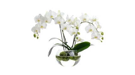 Beautiful flowers composition. Bouquet of white orchids in vase on transparent background. Concept Valentines Day, Happy Women's Day, March 8 © YauheniyaA