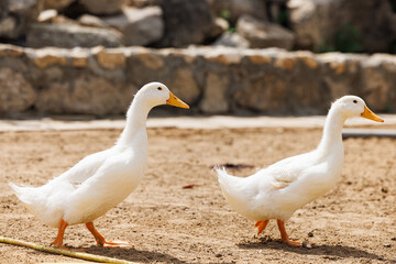 Two white ducks stroll leisurely on the warm earth of a tranquil Russian farm setting.