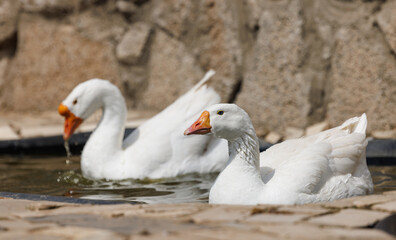 Two white geese enjoy a refreshing swim in a peaceful farm pond surrounded by rustic stones.