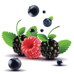 Whole fresh blackberry and Redberry with green leaf background vector illustration