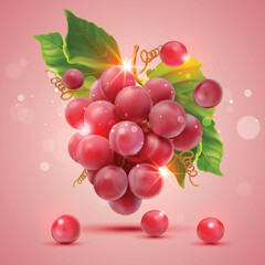 Fresh Red Grapes vector illustration. fruits.