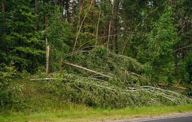 Obraz premium Windfall in forest. Storm damage. Fallen trees in coniferous forest after strong hurricane wind