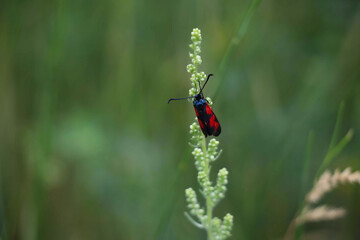 bug on a flower